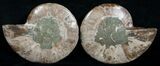Cut and Polished Ammonite Pair #6189-1